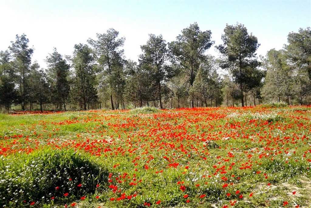 חניון קרואנים יער דבירה